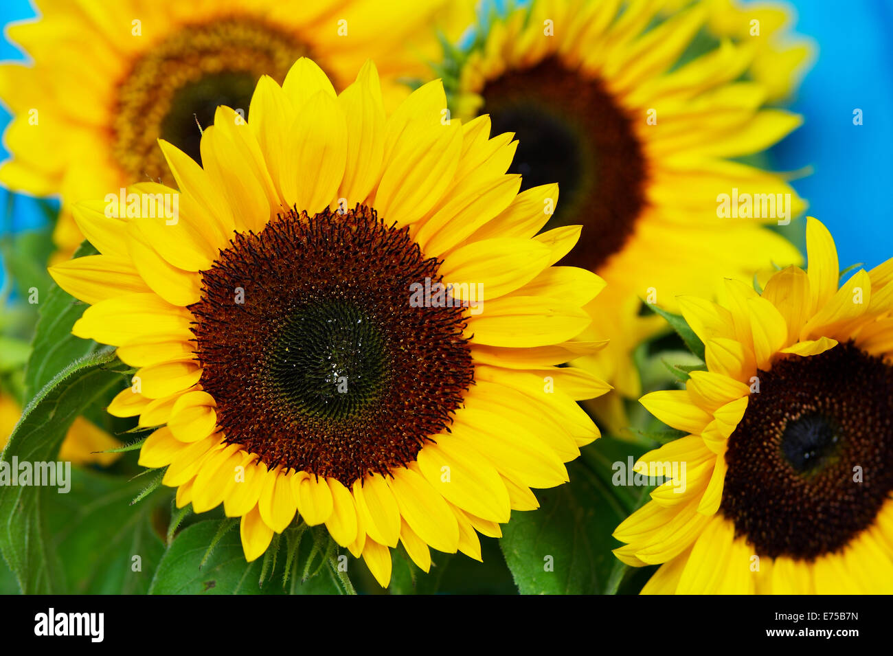 Blooming amarillo girasol sobre un fondo azul Fotografía de stock - Alamy