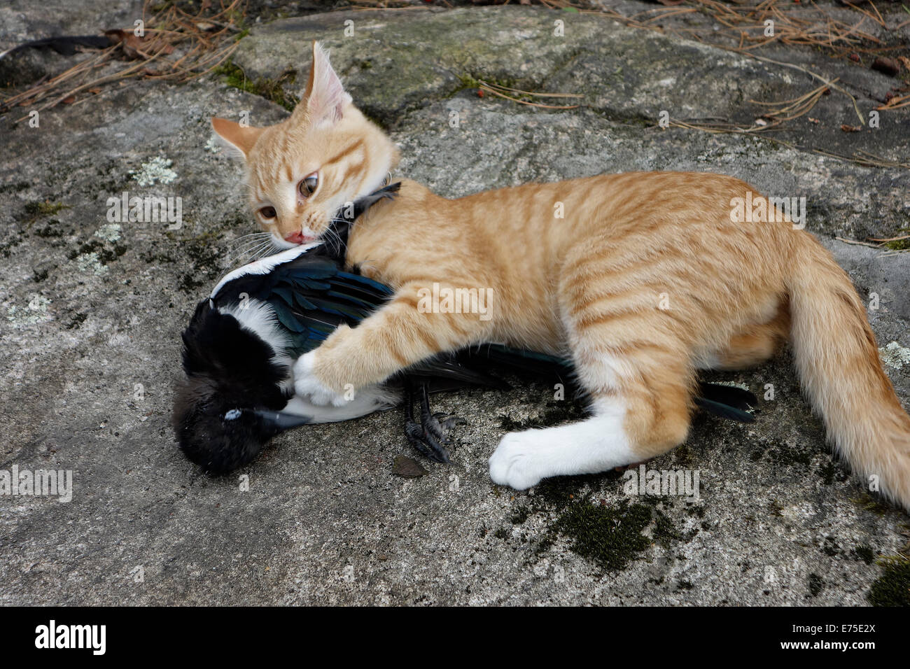 Lindo gatito mascota mordeduras de su orar una urraca de aves muertas. Foto de stock