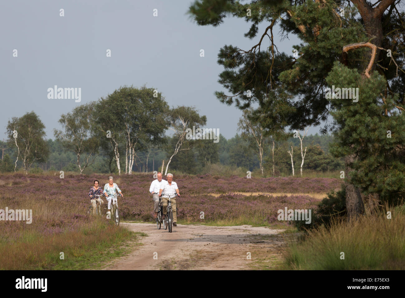 Deportiva saludable ancianos ciclismo en bicicletas en el 'Strabrechtse Heide' con blooming heath en otoño Foto de stock