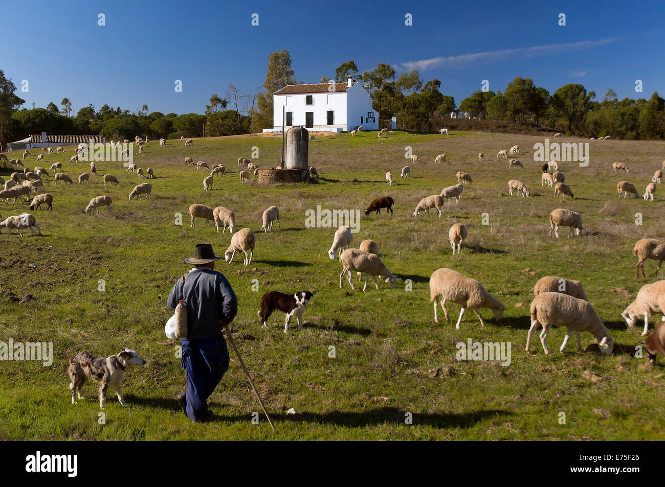 Pastor y sus ovejas, Beas, región de la provincia de Huelva, Andalucía, España, Europa Foto de stock