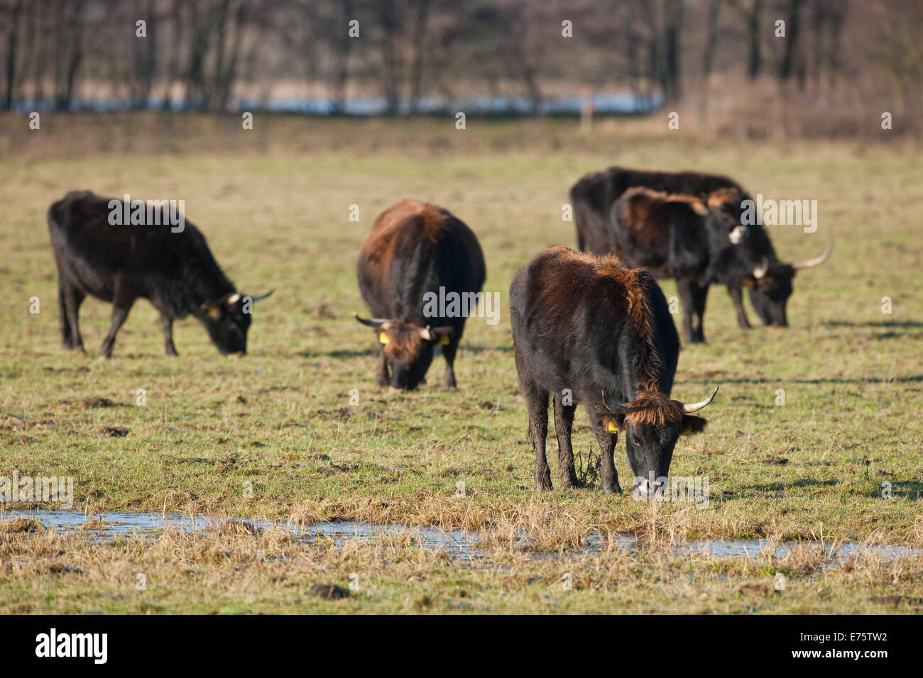 Heck, criar ganado atrás del extinto uro (Bos primigenius), rebaño, Volkswagen proyecto de pastoreo en el NSG Ilcurbruch cerca de Wolfsburg Foto de stock