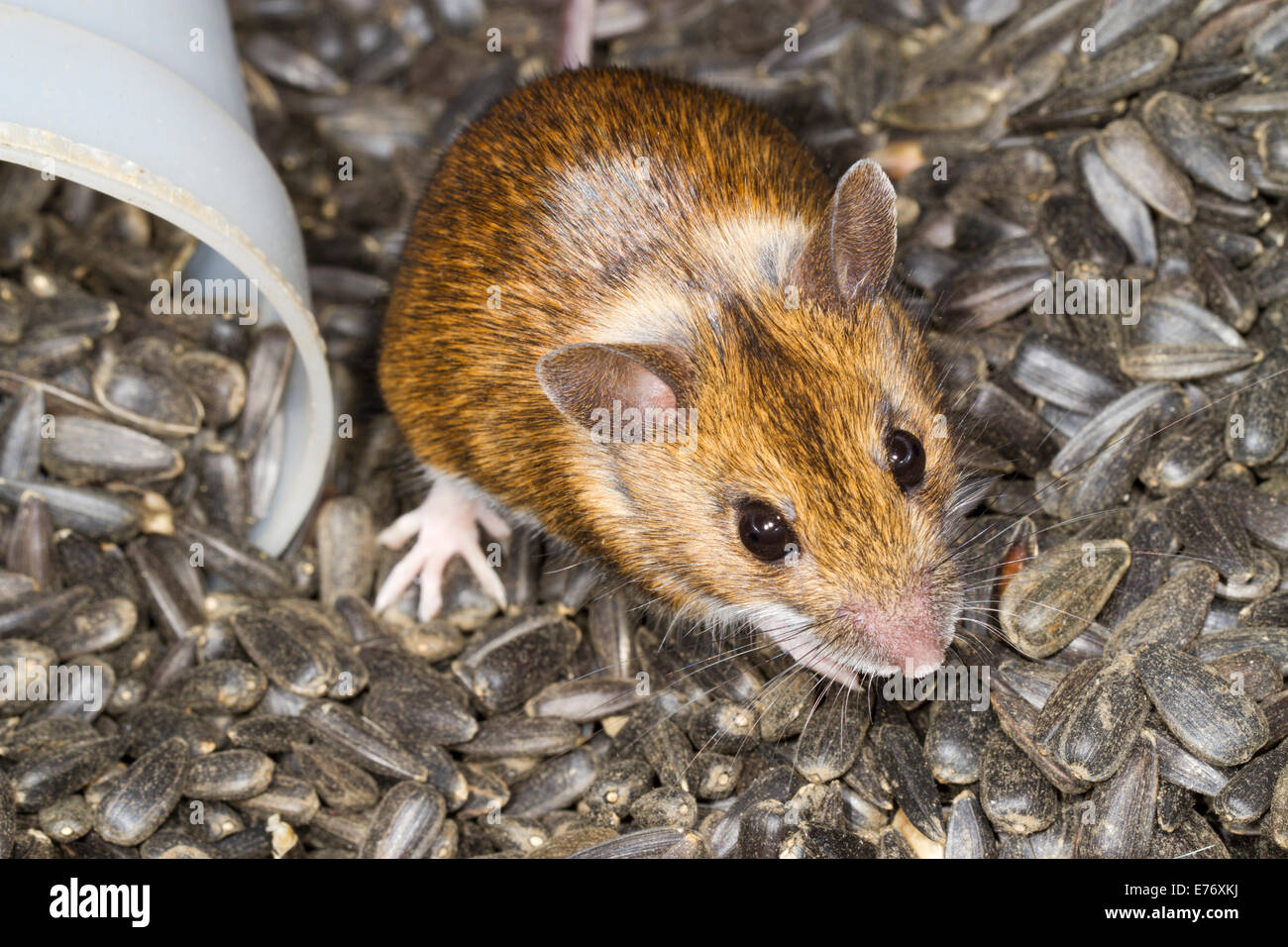 Madera (Apodemus sylvaticus) ratón adulto en un almacén de semillas de girasol negro. Powys, Gales. Febrero. Foto de stock