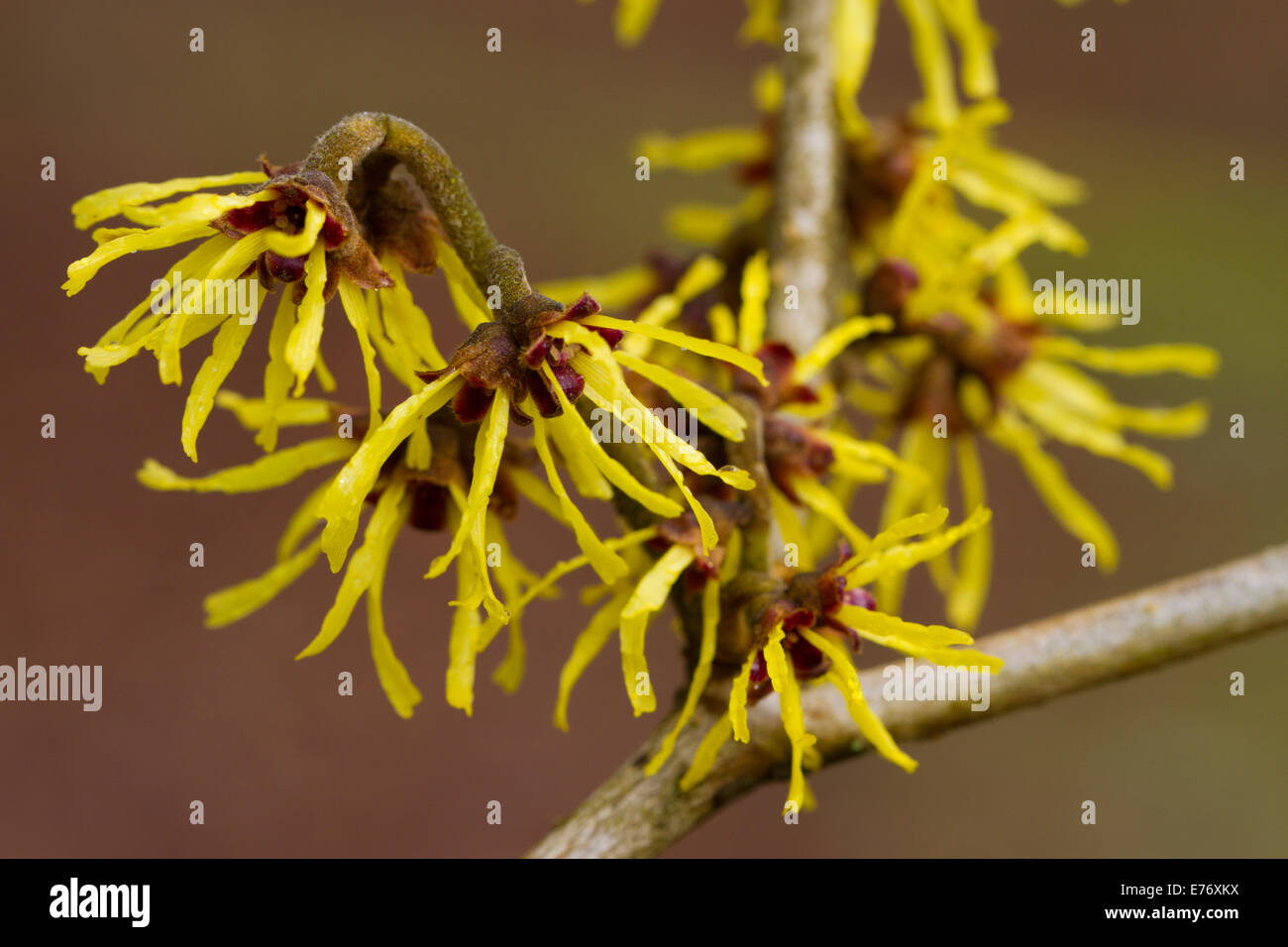 Avellana de bruja (Hamamelis sp.) la floración. Arbusto de jardín, Powys, Gales. Febrero. Foto de stock