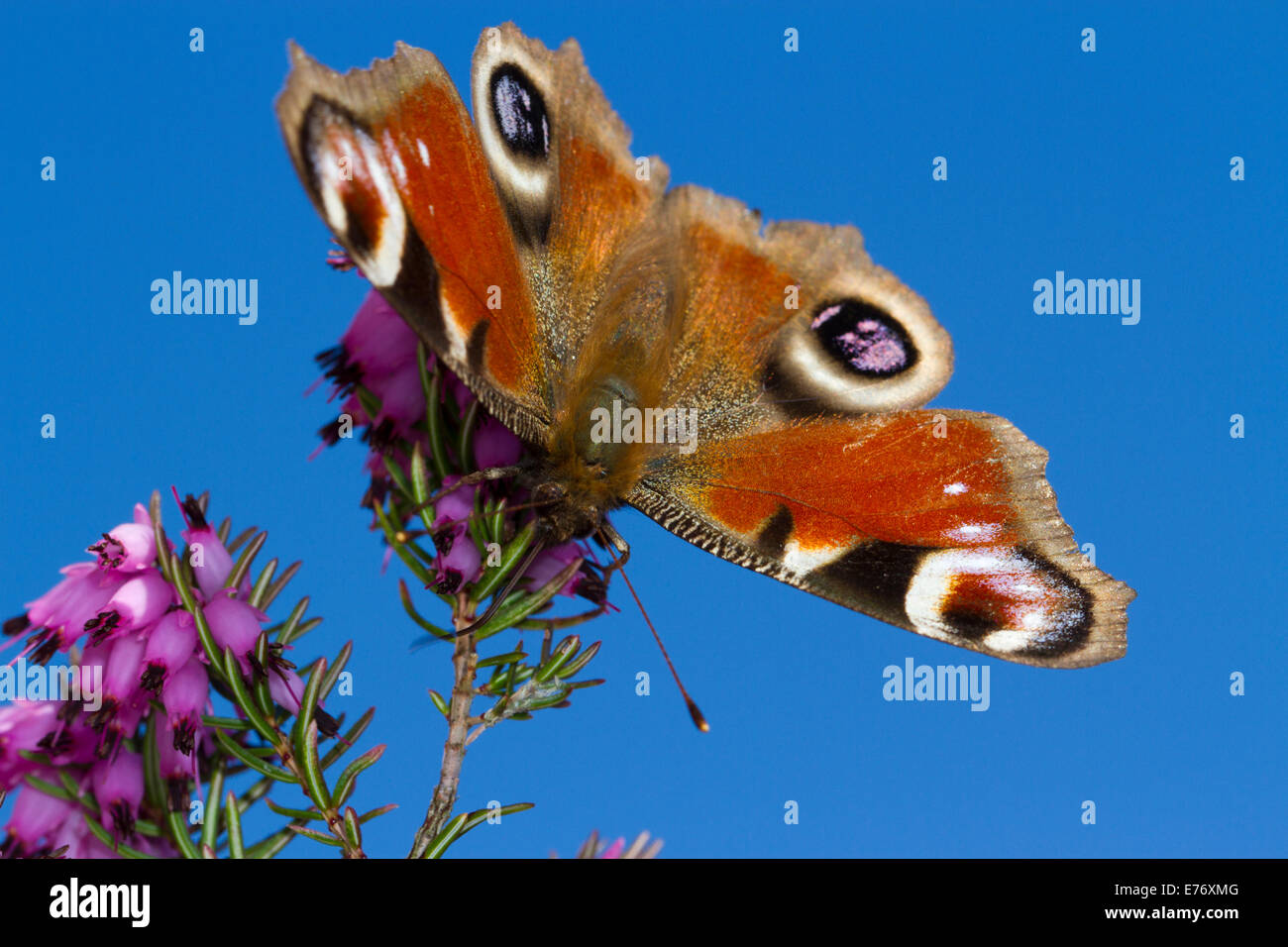 Mariposa pavo real (Aglais io) adulto alimentándose en invierno-floración heather, Erica × darleyensis en un jardín. Powys, Gales. De marzo. Foto de stock