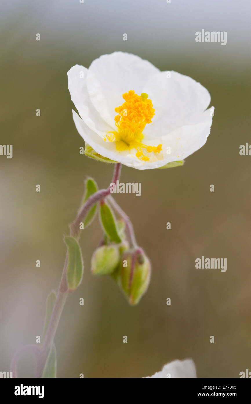 Blanco (Helianthemum apenninum JARAS) flor. En el Causse de Gramat, región de Lot, Francia. De abril. Foto de stock