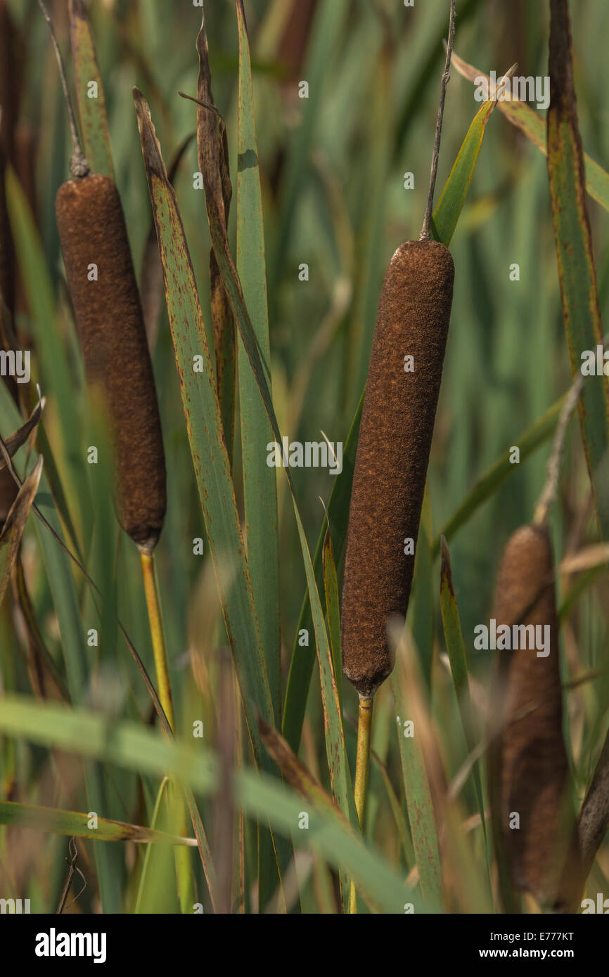 Planta De Cola De Gato Fotos e Imágenes de stock - Alamy