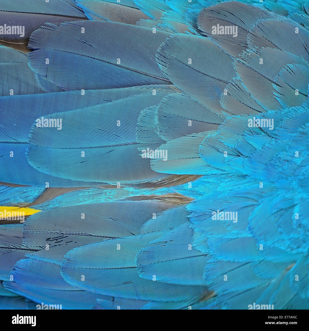 Plumas de aves coloridas, plumas de guacamayo azul y oro antecedentes Foto de stock