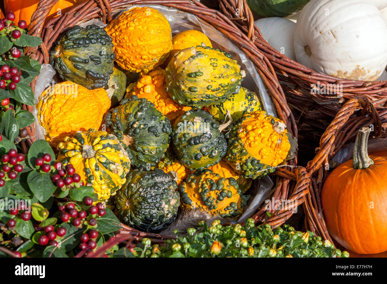 Calabazas de la tienda Ornamental gourds otoño Decorativo de la exhibición Cucurbita pepo en la cesta Foto de stock