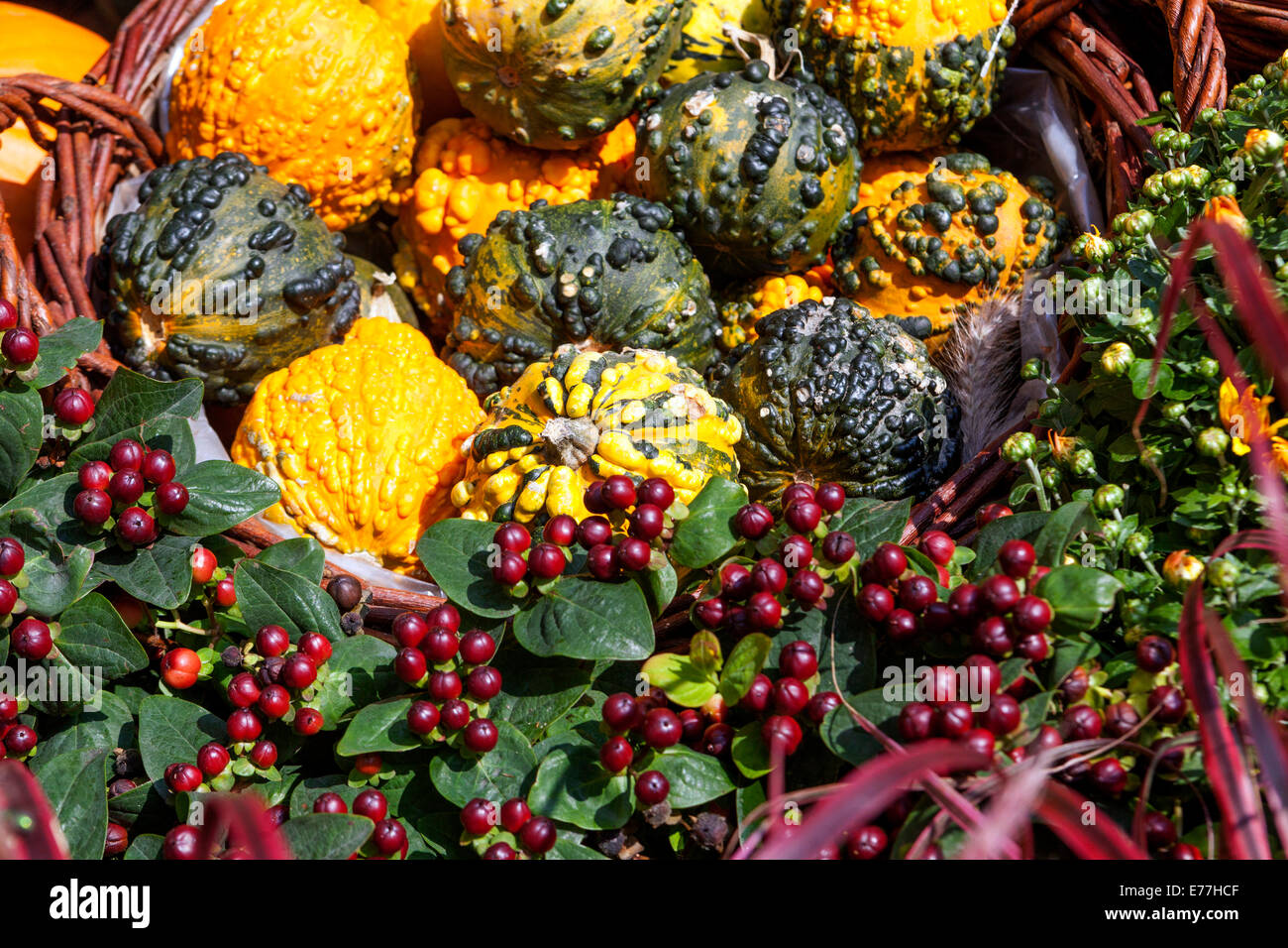 Calabazas, calabaza Ornamental plantas de jardín de calabaza, exhibición decorativa Cucurbita pepo Foto de stock