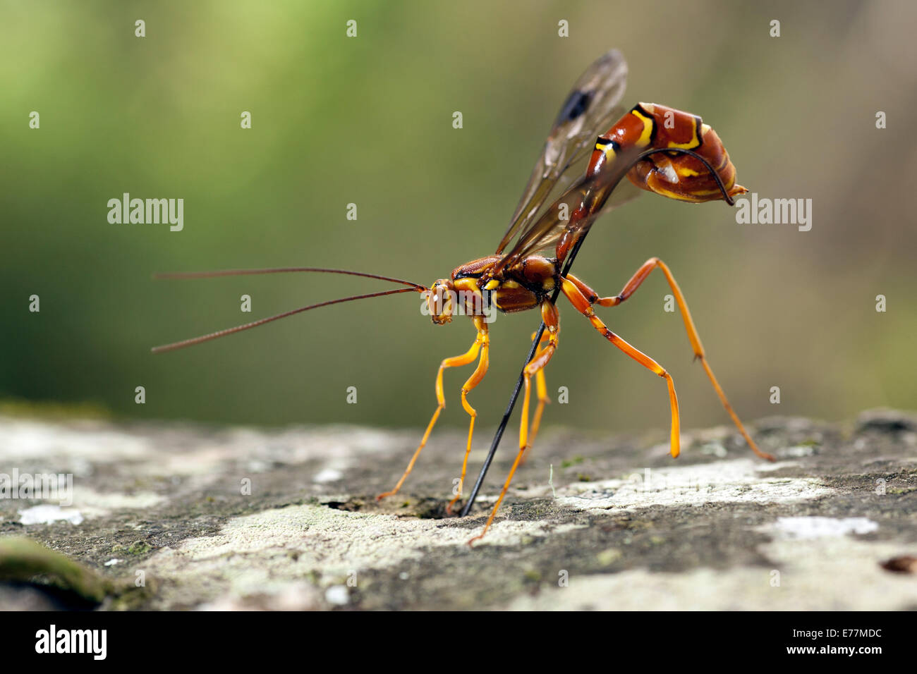 Megarhyssa Macrurus Fotos e Imágenes de stock Alamy