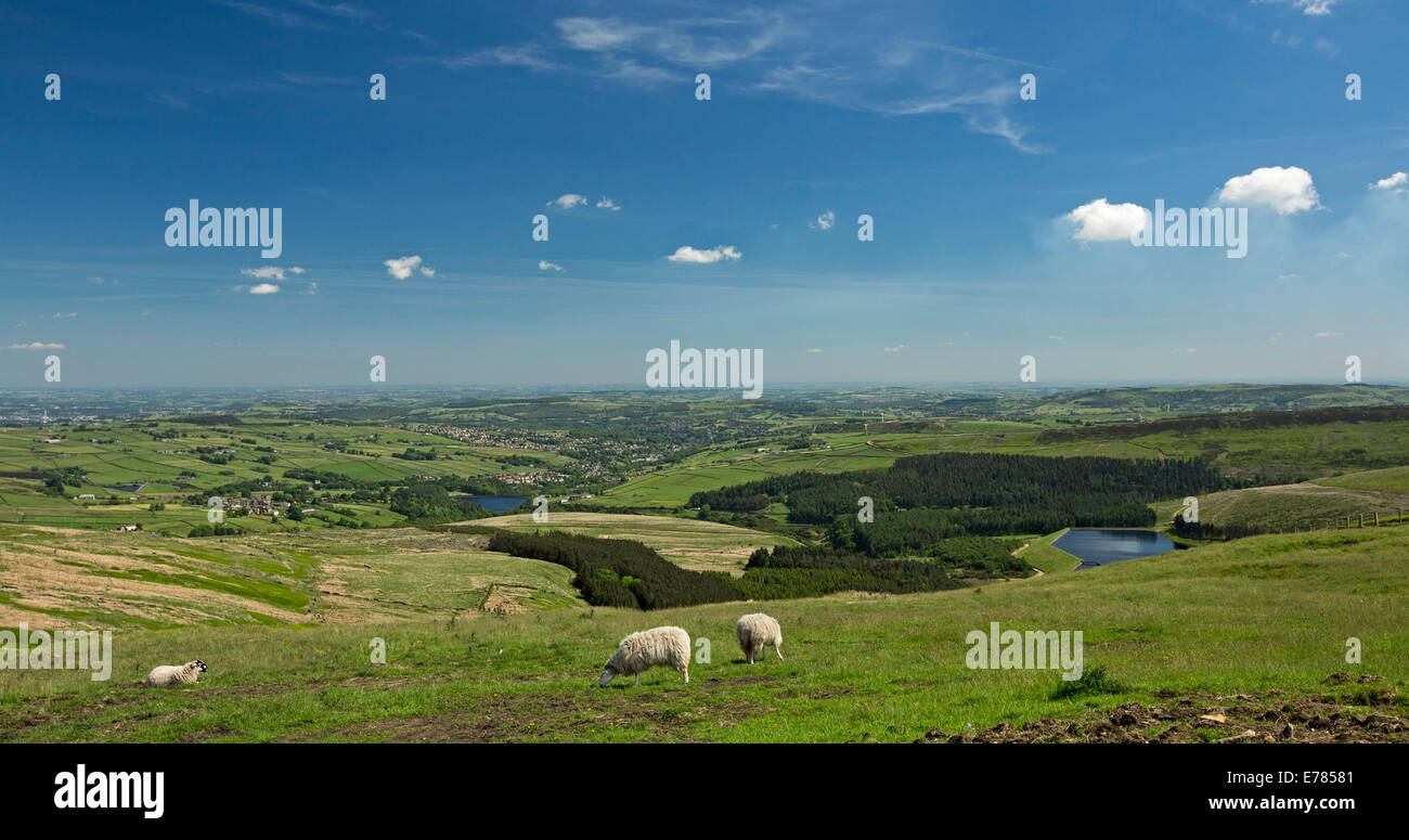 Vista panorámica del paisaje rural inglés con ovejas pastando en alta Yorkshire Dales, valles y tierras de cultivo extendiéndose hasta distante horizonte bajo un cielo azul Foto de stock