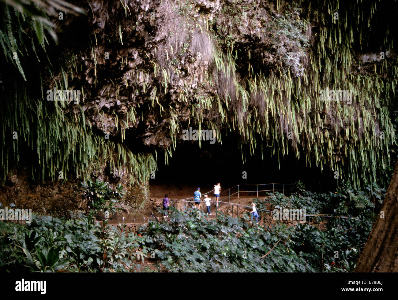 Fern Grotto (pre -2007),Kauai, Hawai Foto de stock