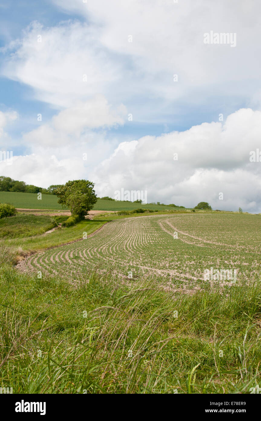 Nueva cosecha apareciendo en un campo cerca de Amberley, West Sussex a finales de la primavera como se ve desde el South Downs Camino Foto de stock