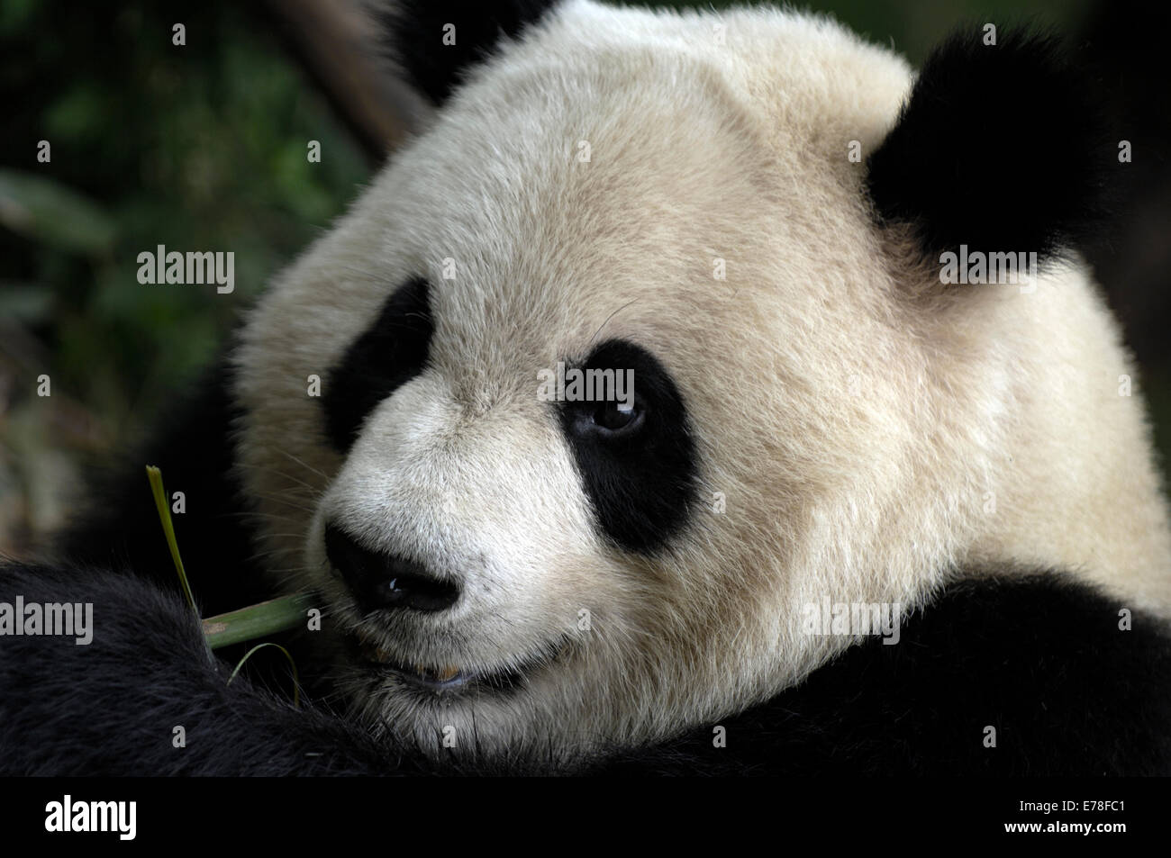 Un Adulto Panda Comiendo Bambú En Su Receptáculo En La Base De