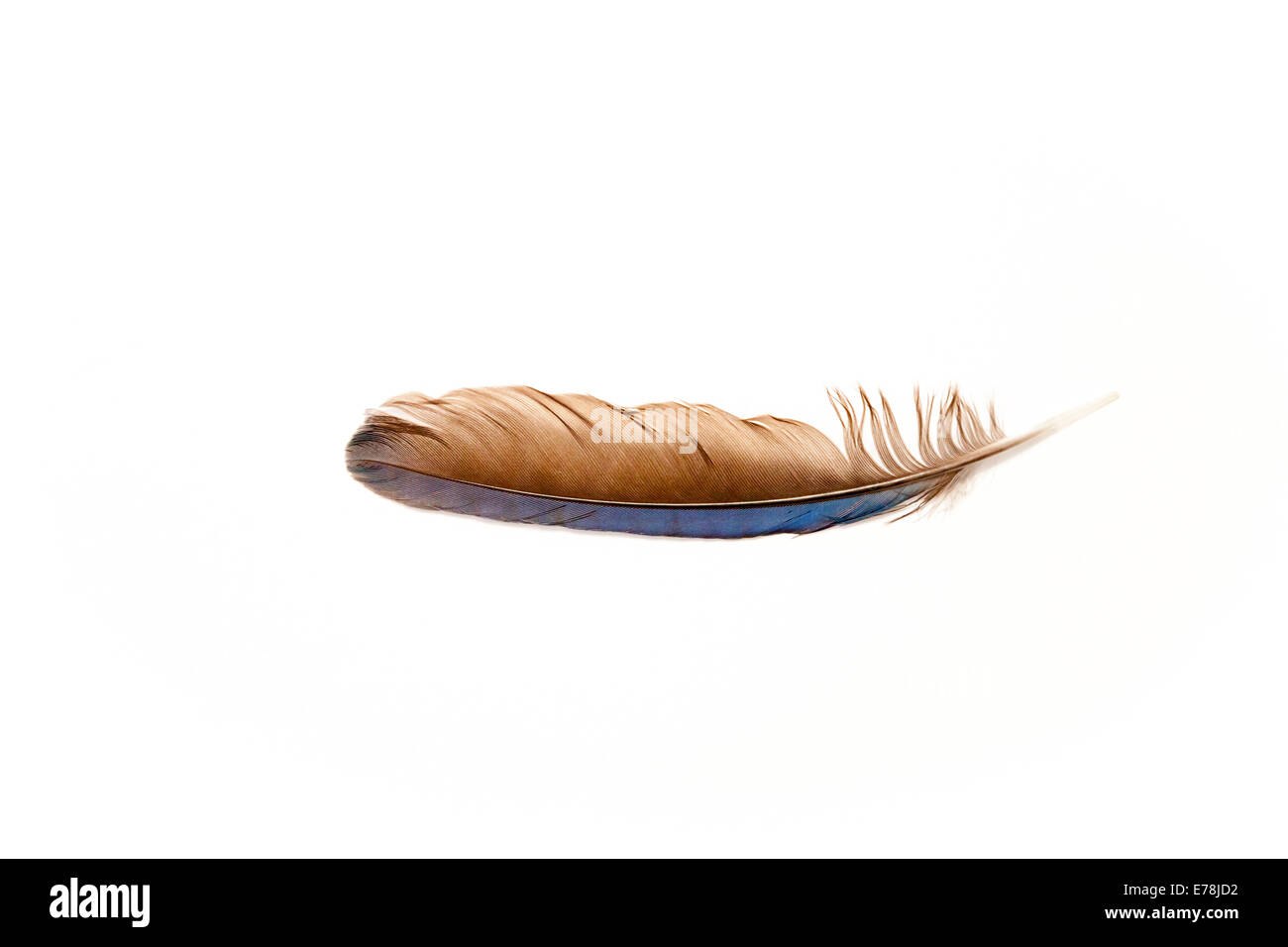 Single Blue Jay Feather Fotos E Imagenes De Stock Alamy