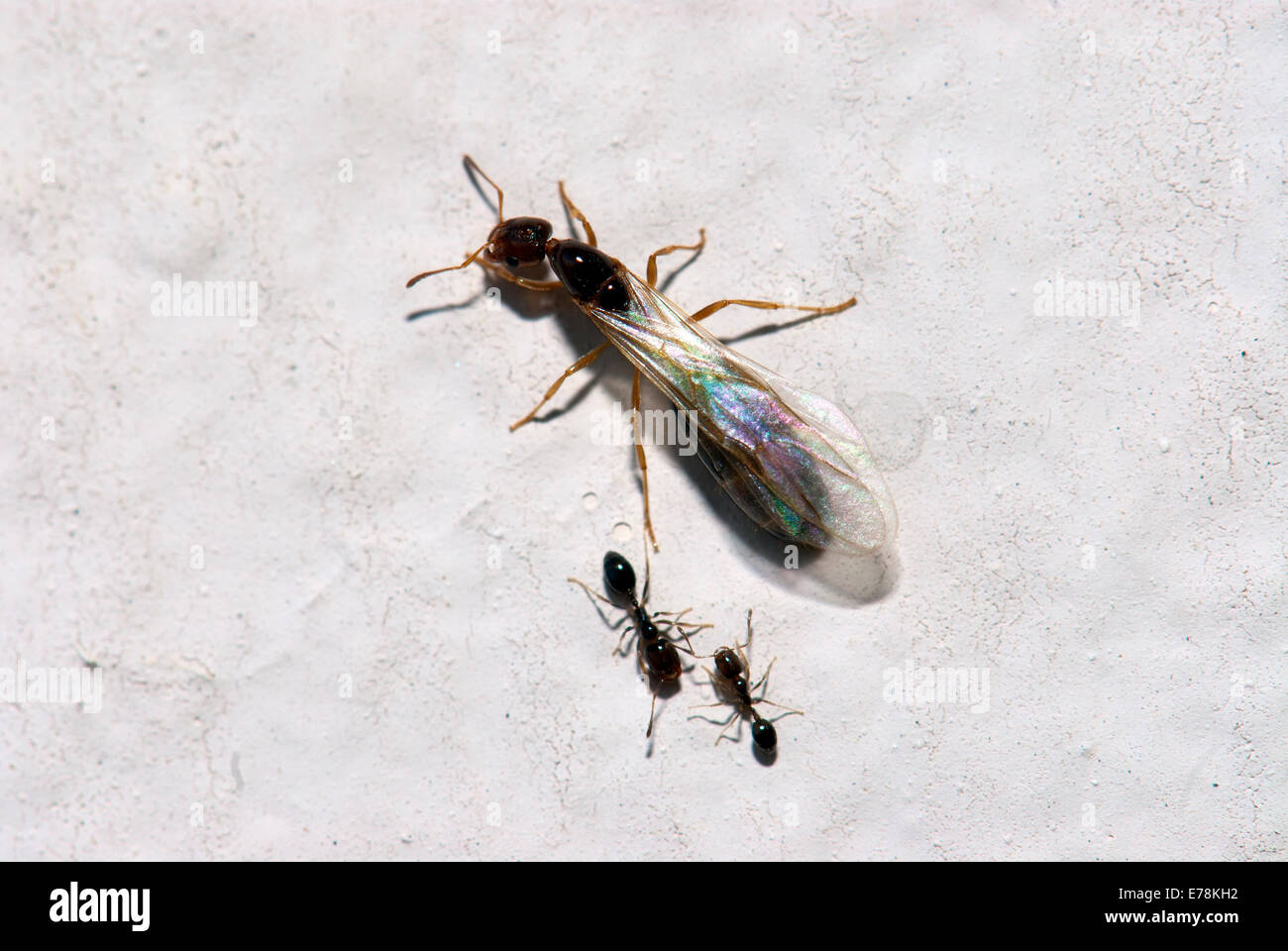 Hormiga reina alada fotografías e imágenes de alta resolución Alamy