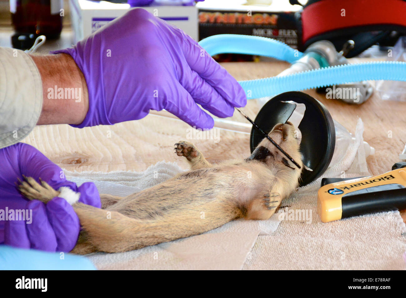 El mentón de un perro de las praderas anestesiados en Wind Cave National Park, South Dakota está marcada antes de que el animal sea liberado. Foto de stock