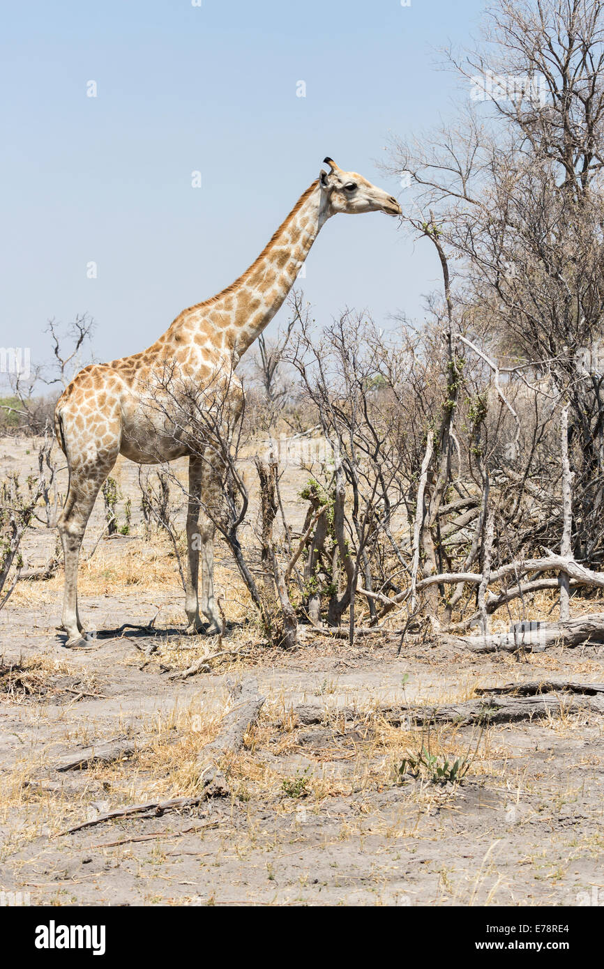 Un angoleño jirafa (Giraffa camelopardalis) navega en matorral seco en el Delta del Okavango, el desierto de Kalahari, en Botswana, Africa del Sur Foto de stock