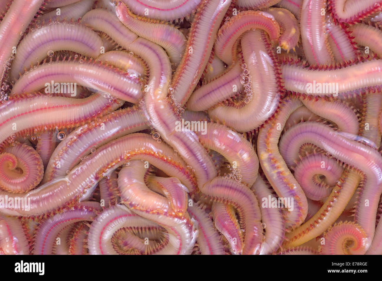 Una visión cercana de bloodworms en agua salada. Foto de stock