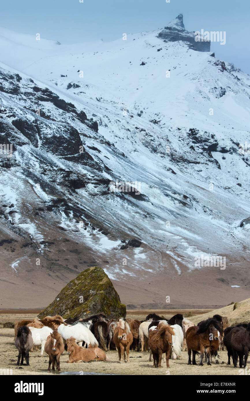 Caballos islandeses, cerca de Skogar, sur de Islandia Foto de stock