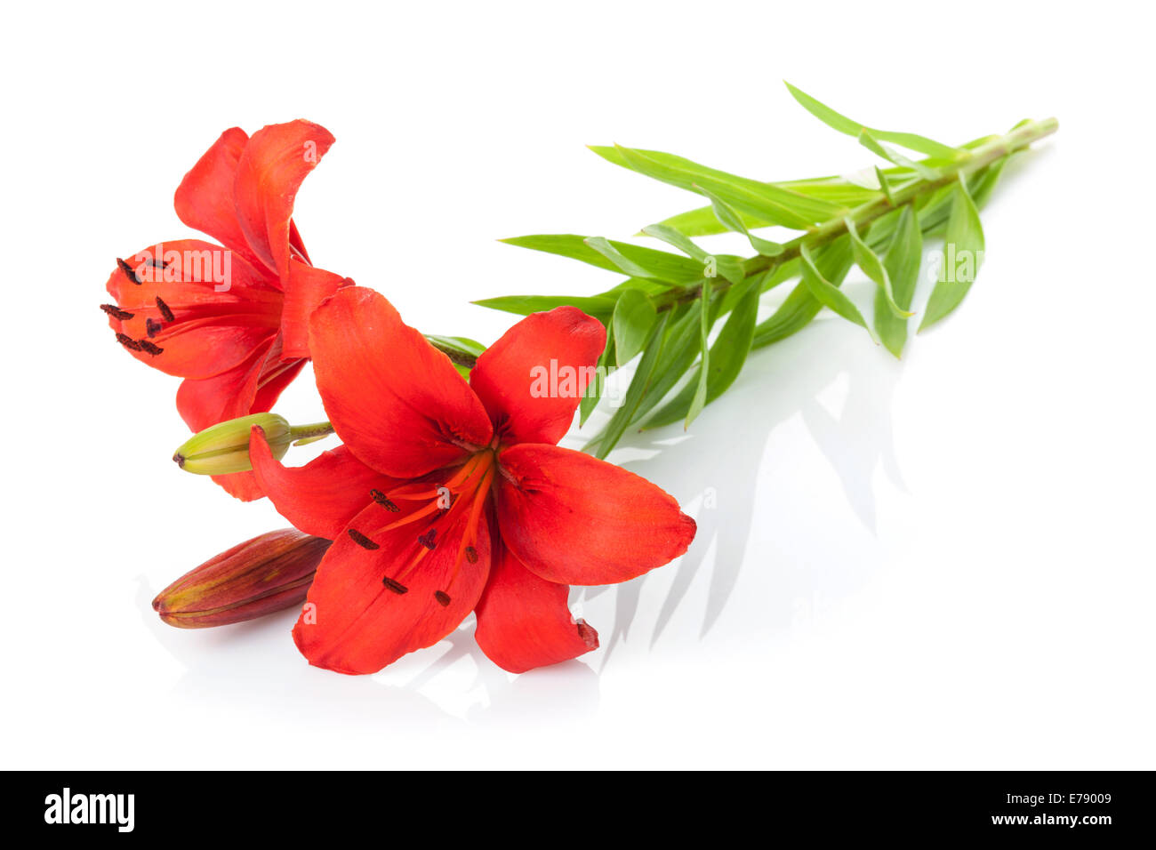 Flor de lirio rojo Imágenes recortadas de stock - Alamy Flor de lirio rojo Imágenes recortadas de stock - Alamy