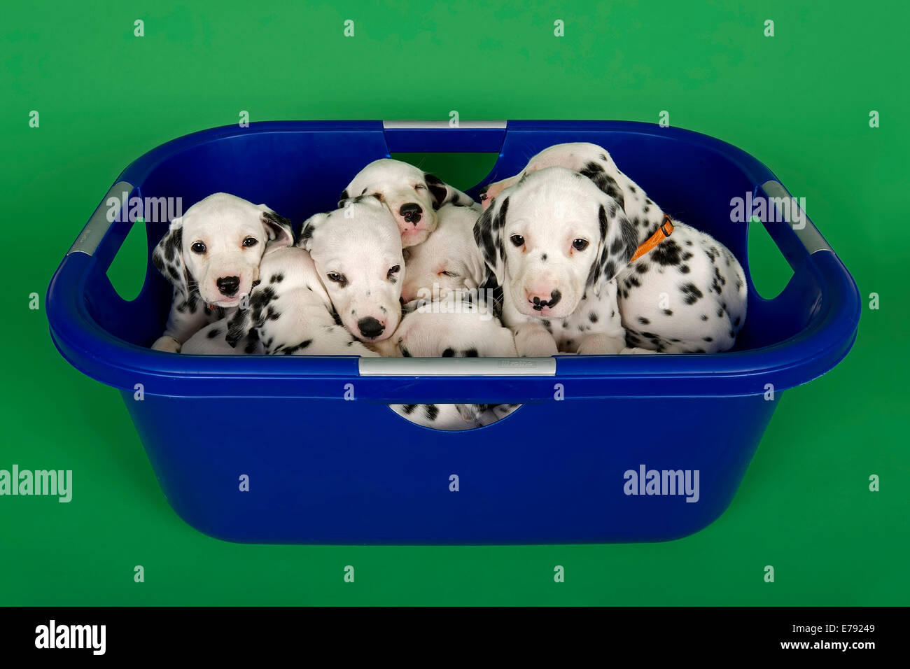 Cachorros dálmata, 6 semanas en una tina Fotografía de stock - Alamy