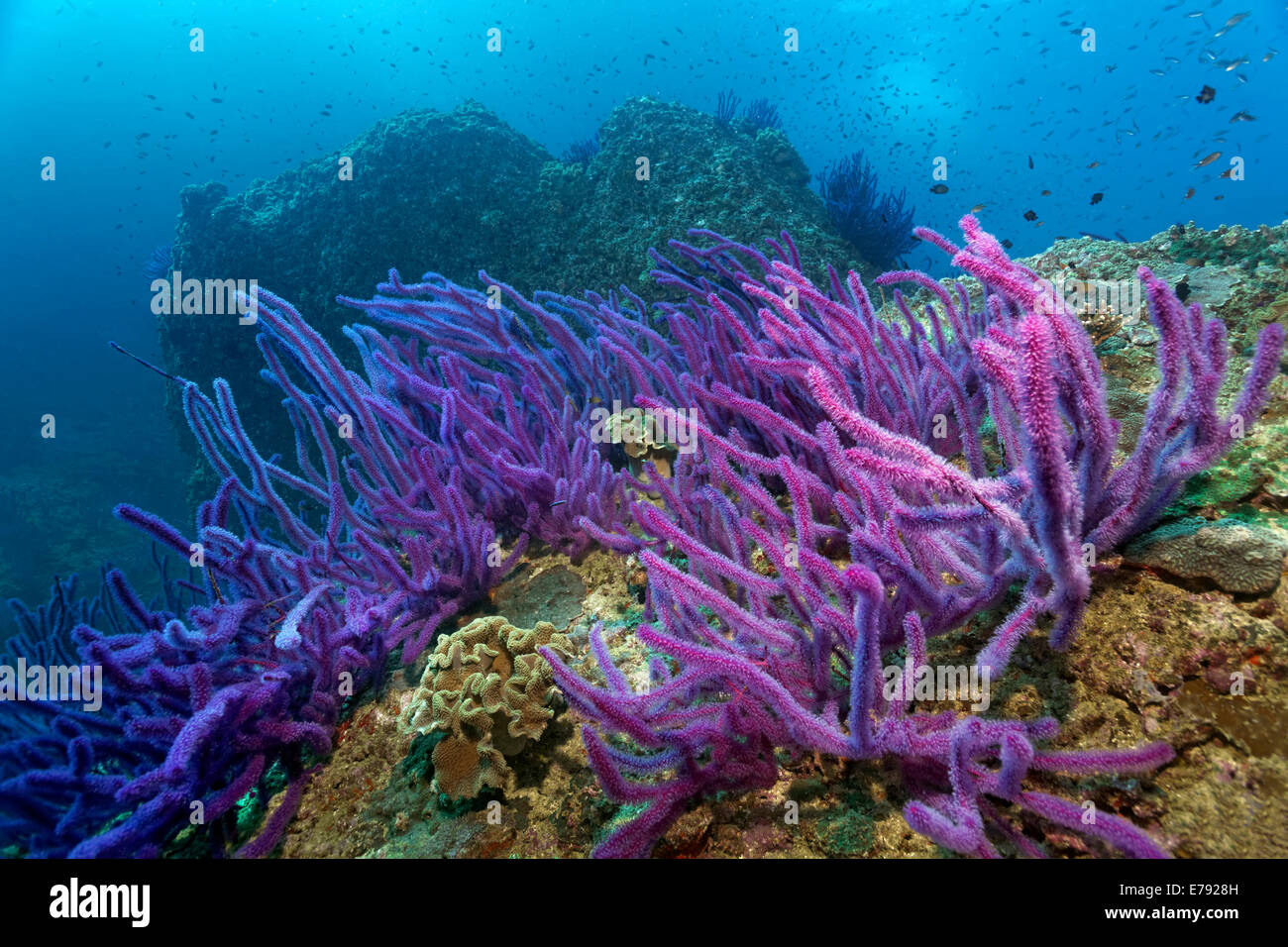 Látigos de mar Rojo (Ellisella sp.) en un arrecife de coral, reserva natural de las Islas Dimaniyat Al Batinah, región, Omán Foto de stock