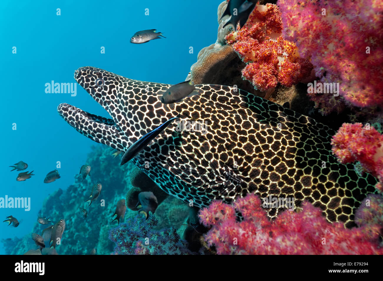 Moray (Gymnothorax favagineus trenzadas) en un arrecife de coral con corales blandos, reserva natural de las Islas Dimaniyat Al Batinah, región, Omán Foto de stock