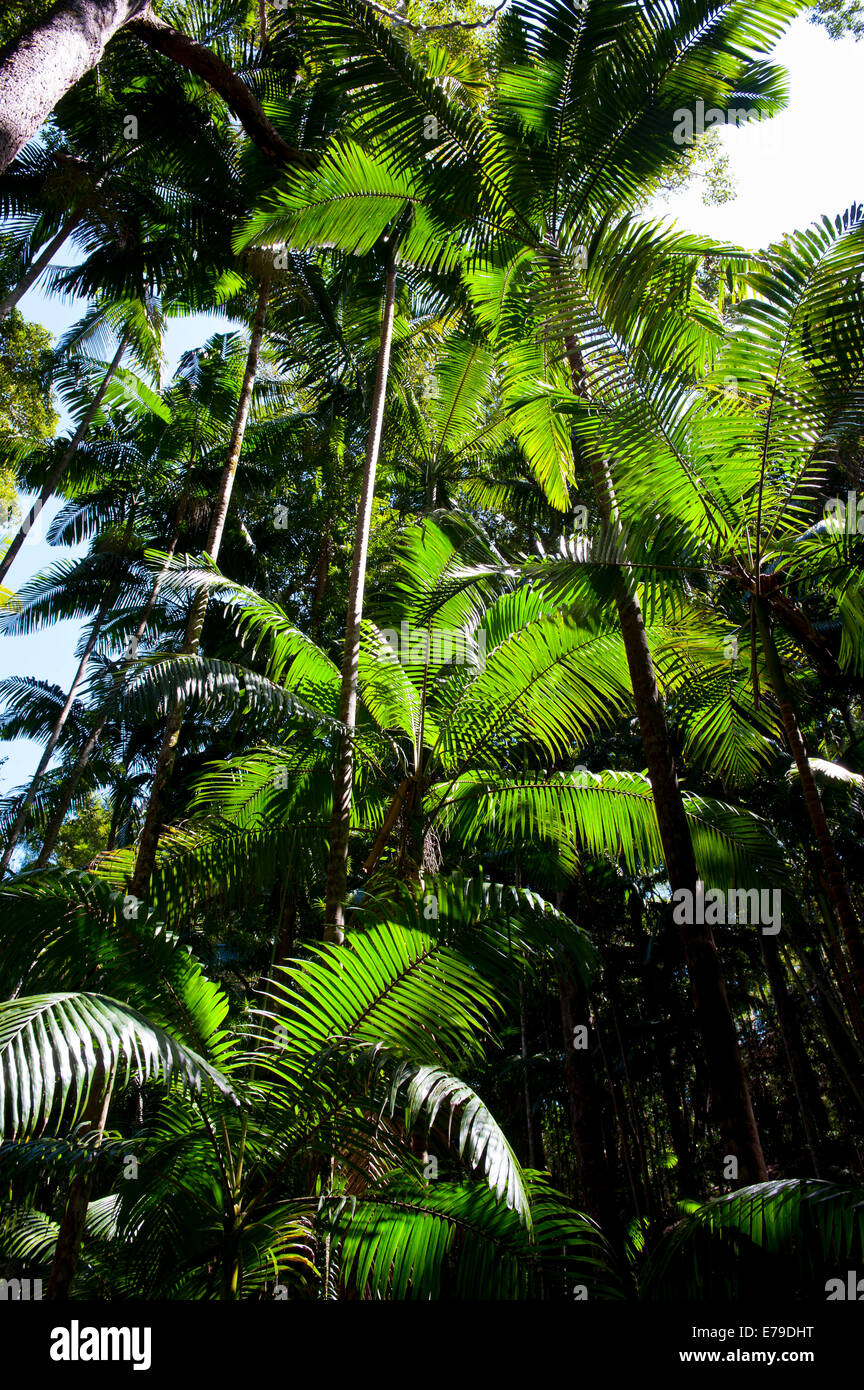 Árboles tropicales, la isla de Fraser, Queensland, Australia Foto de stock