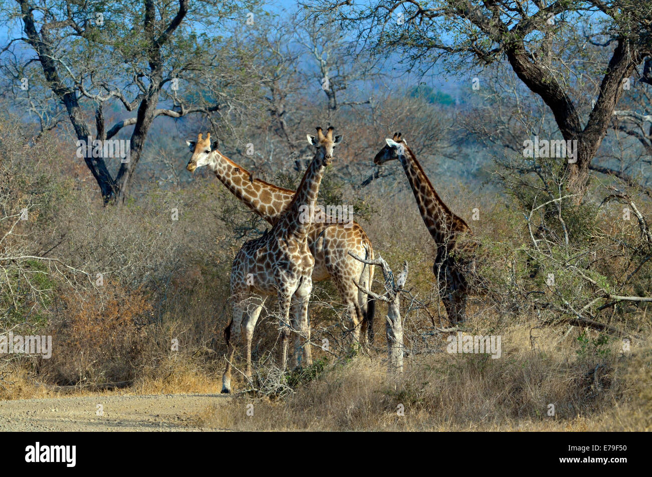 Tres jirafas en pie en carretera bajo altas acaia árboles en el Parque Nacional Kruger, Sudáfrica. Foto de stock