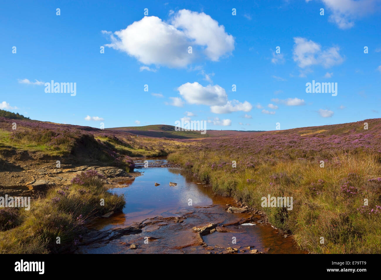 Otoño de montaña con un paisaje pintoresco arroyo de páramos con rocas y floración heather en el North York Moros en Yorkshire. Foto de stock