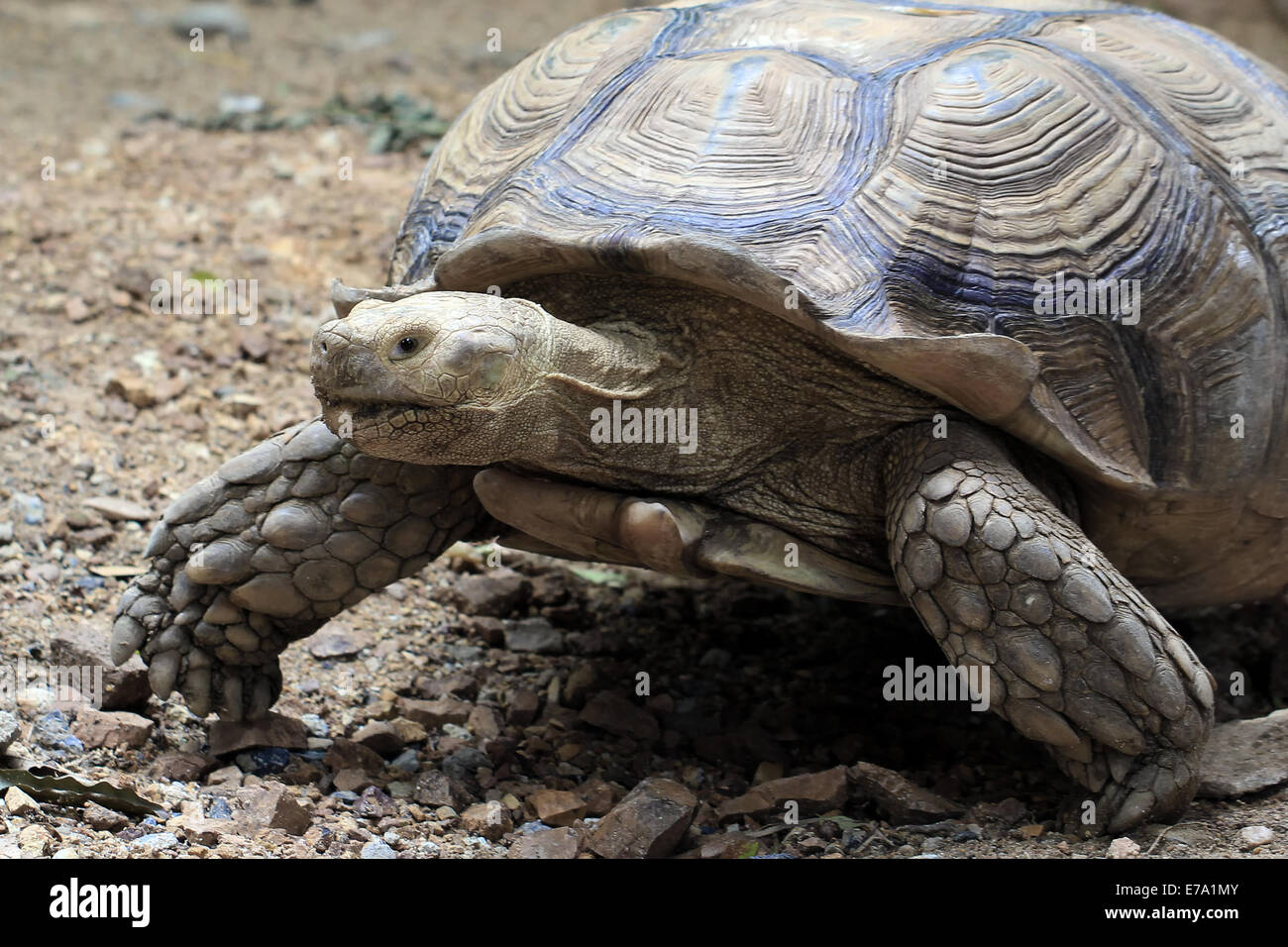 Primer plano de una tortuga en el zoo Foto de stock