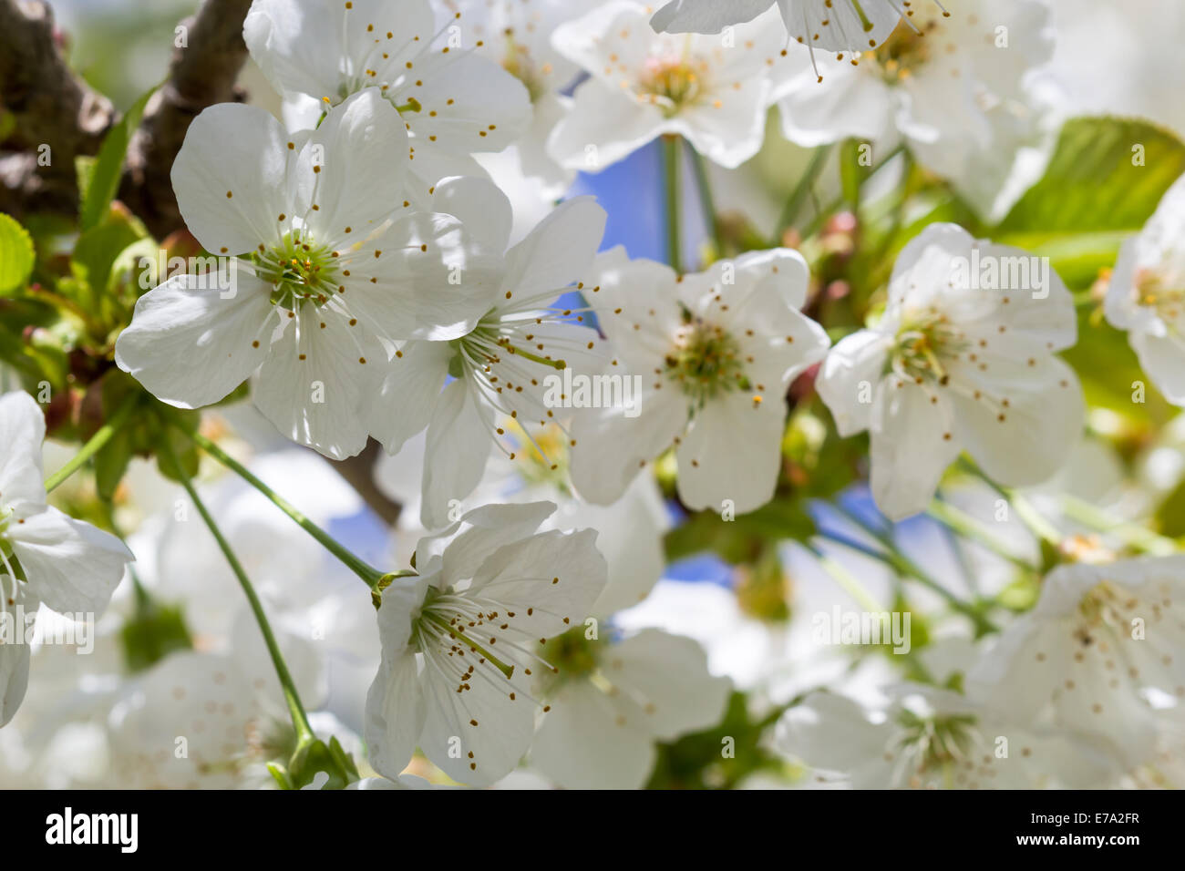 Foto de los cerezos en flor en primavera en las ramas Foto de stock