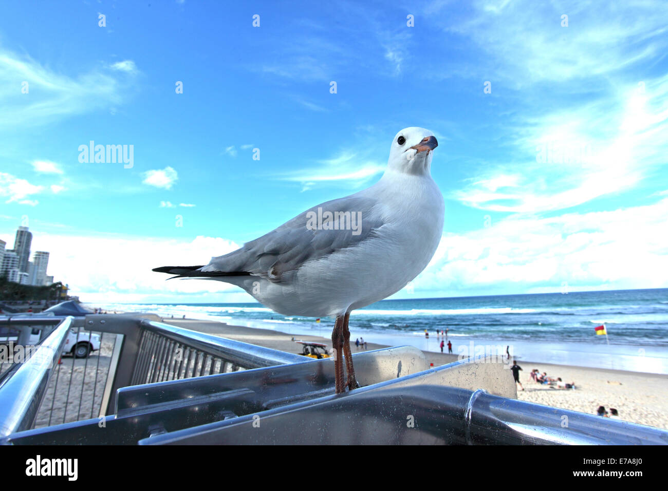 Seagull buscando comida en la playa de Surfers Paradise en Australia Foto de stock