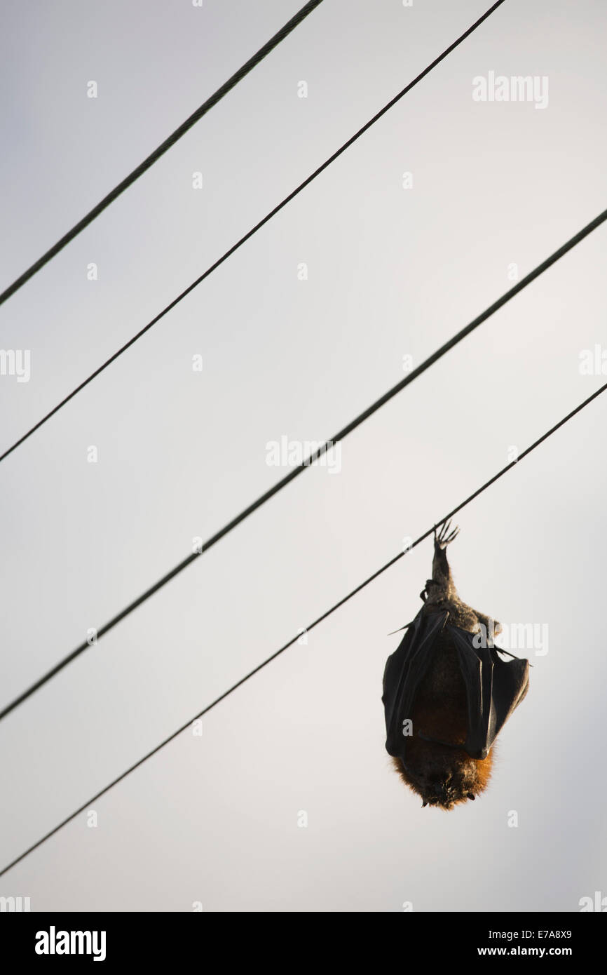 Ángulo de visión baja de bat durmiendo en el cable eléctrico contra el cielo Foto de stock