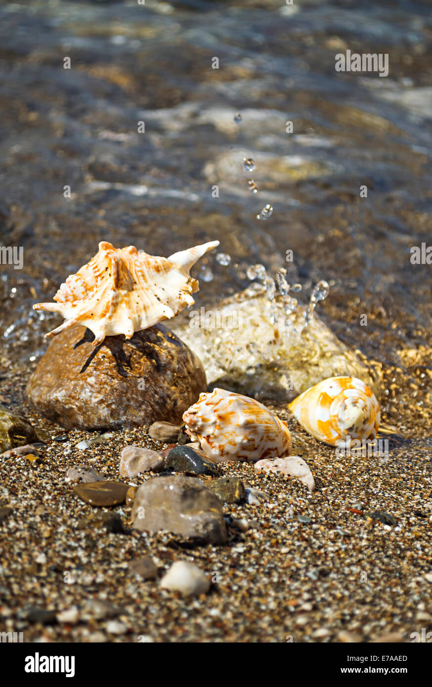 Conchas de Mar sobre la playa. Profundidad de campo. Foto de stock