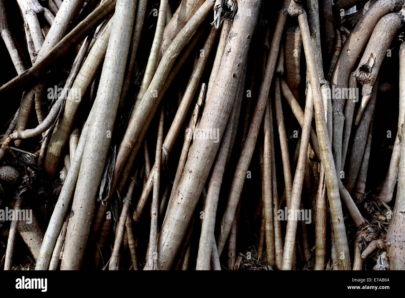 Ramas gruesas de planta Fotografía de stock - Alamy