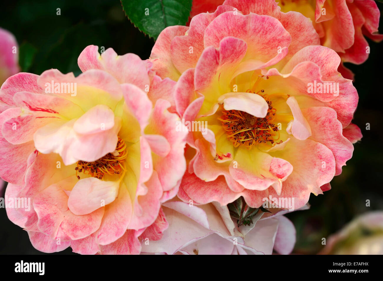 Cubierta de tierra Rose (Rosa spp.), Bessy variedad, flores, Alemania Foto de stock