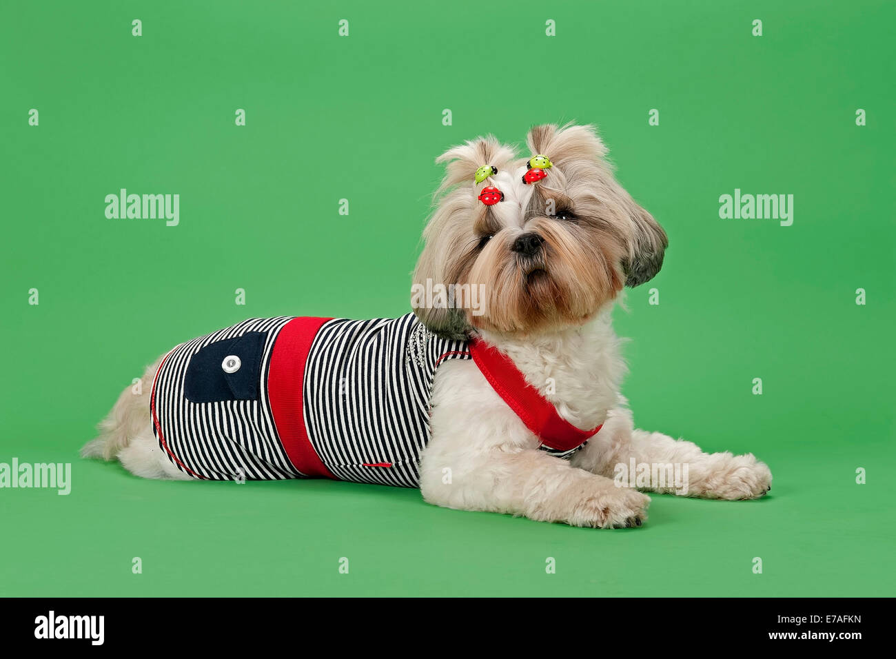 Shih Tzu 3 años, color oro blanco, vistiendo ropa para perros Fotografía de - Alamy