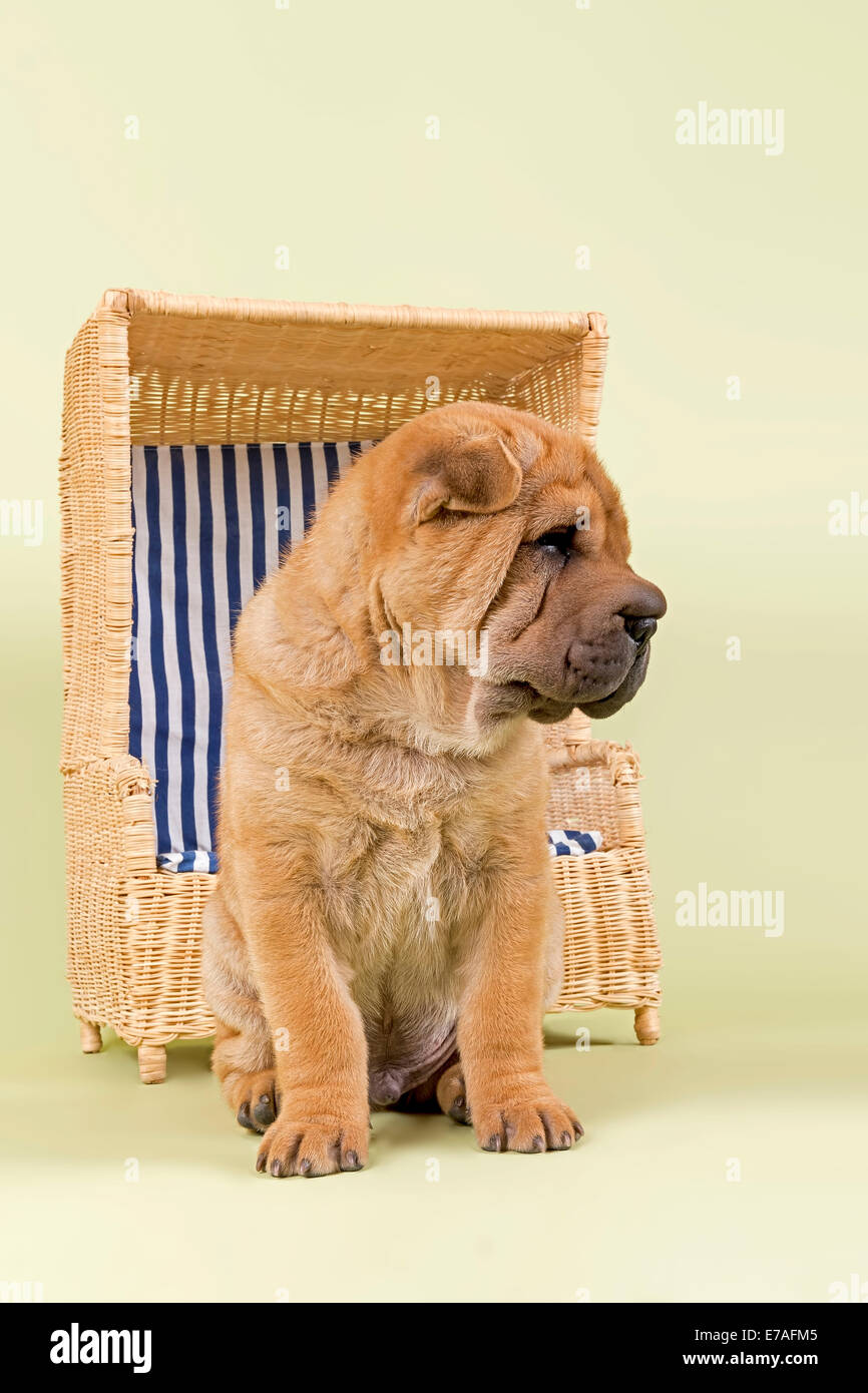 Shar Pei cachorro, 8 semanas, macho, de color rojo, con una silla de playa en miniatura Foto de stock