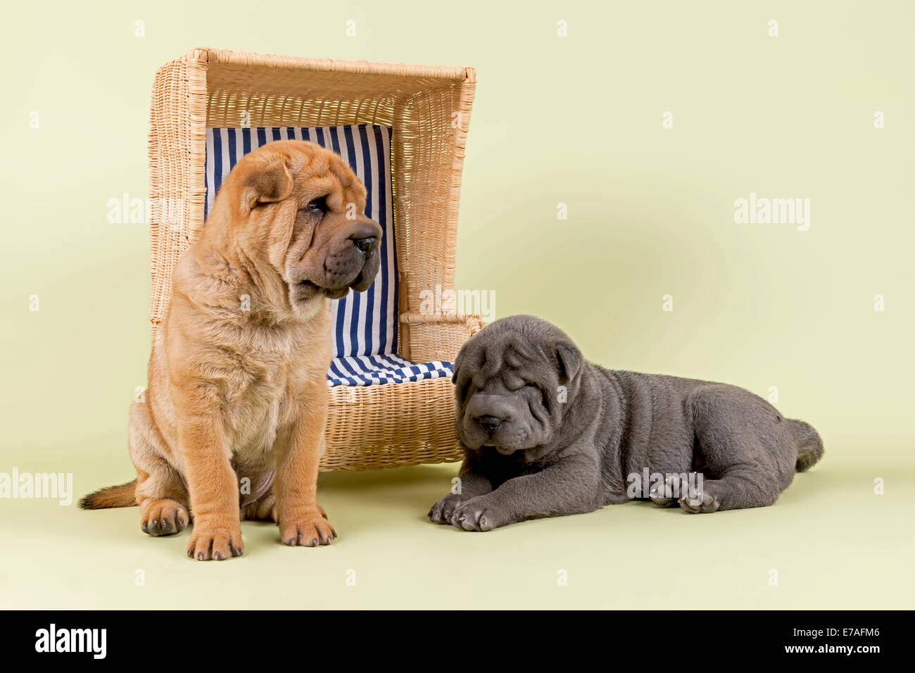 Shar Pei cachorros, 8 semanas, macho, de colores rojo y azul, con una silla de playa en miniatura Foto de stock