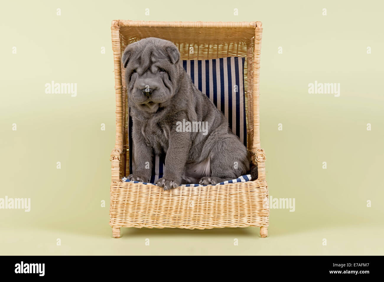Shar Pei cachorro, 8 semanas, macho, de color azul, con una silla de playa en miniatura Foto de stock