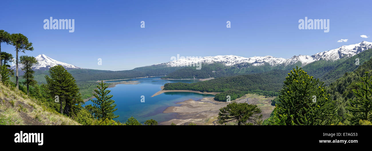 Árboles de araucaria (Araucaria araucana), volcán Llaima y Lago Conguillío, el Parque Nacional Conguillío, Melipeuco Foto de stock