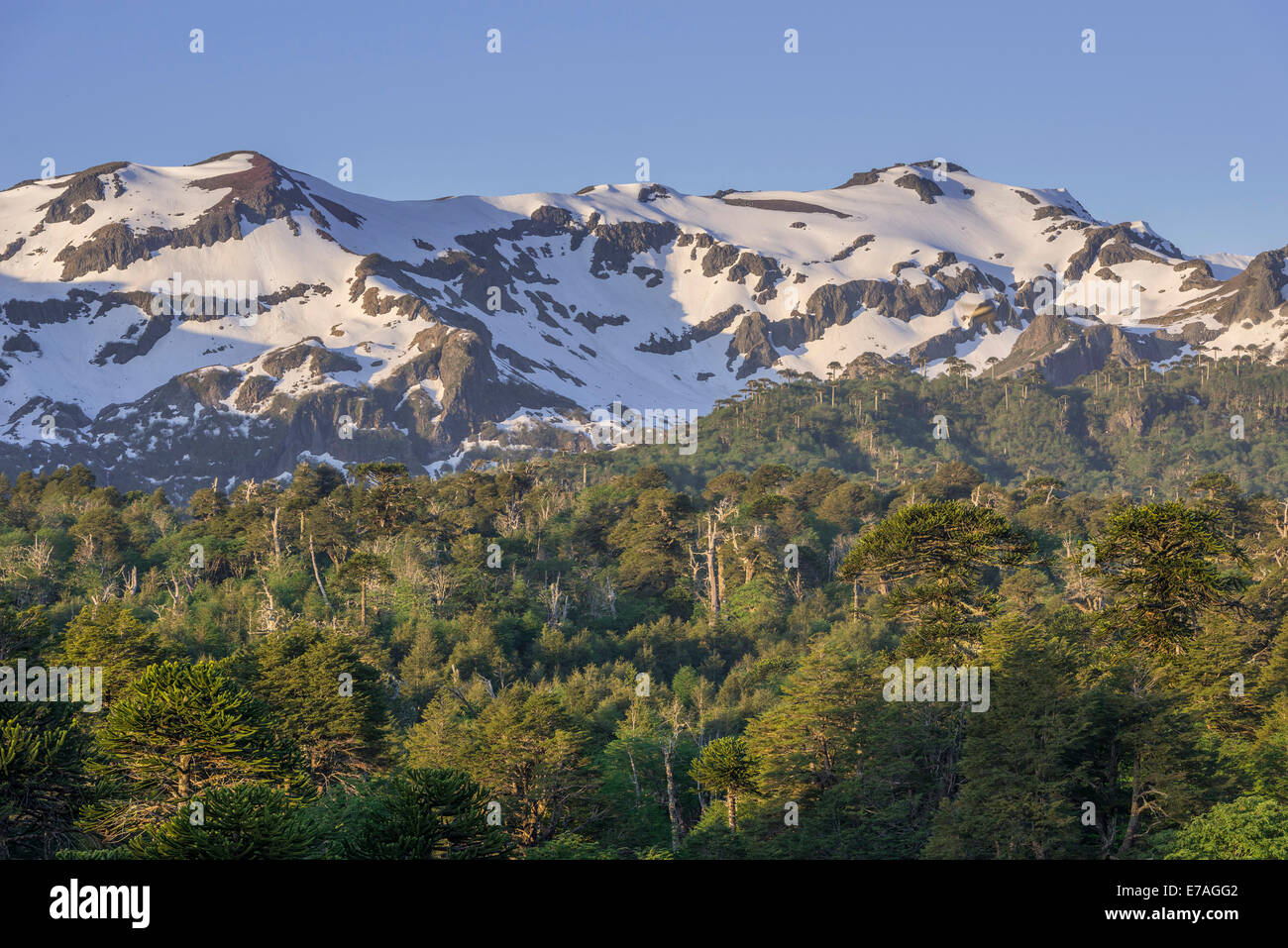 Bosque con árboles de rompecabezas de monos (Araucaria araucana) y montañas nevadas, Parque Nacional Conguillío, Melipeuco Foto de stock