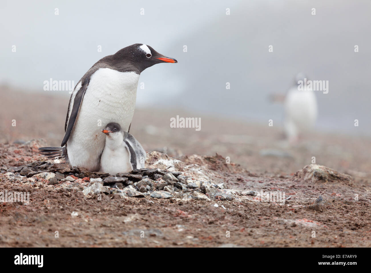 Un adulto y un polluelo long-tailed pingüinos papúa (Pygoscelis papua), la Antártida Foto de stock