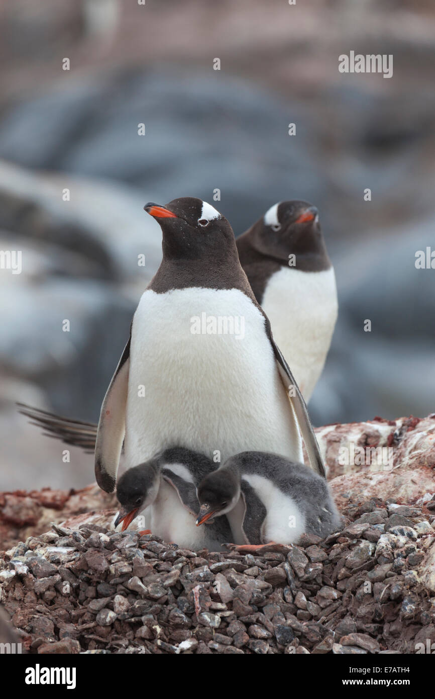 Un adulto y un polluelo long-tailed pingüinos papúa (Pygoscelis papua), la Antártida Foto de stock