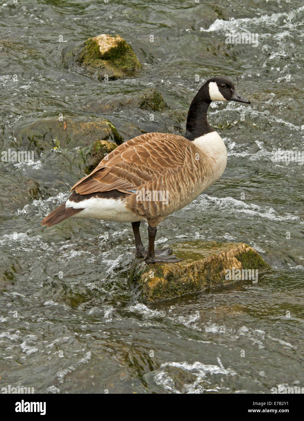 Canada goose marron top