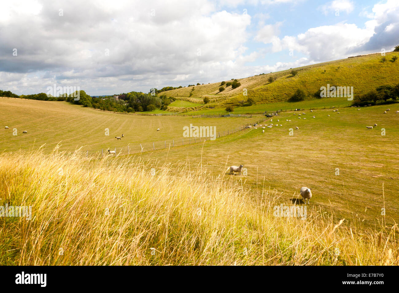 Campos de terrazas antiguas conocidas como lynchets tiras cortadas en una pendiente en Bishopstone chalk escarpa, Wiltshire, Inglaterra Foto de stock