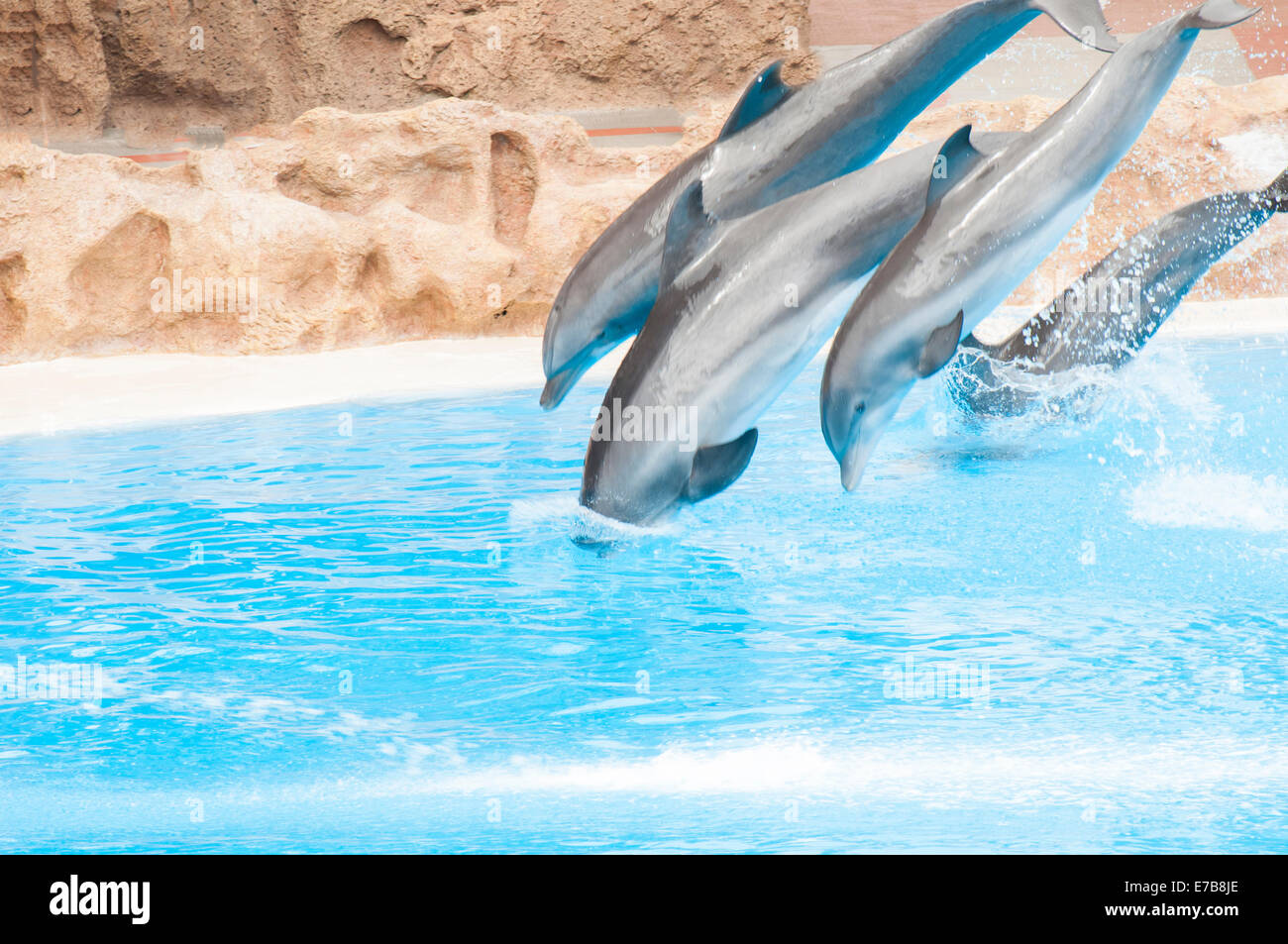Delfines nadando en la piscina de agua salada Foto de stock