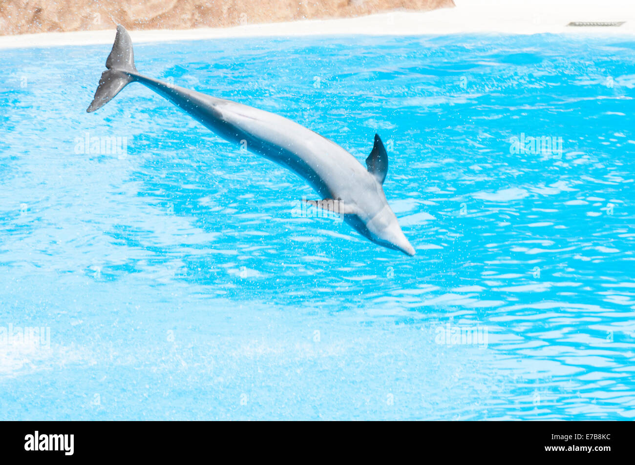 Delfines nadando en la piscina de agua salada Foto de stock